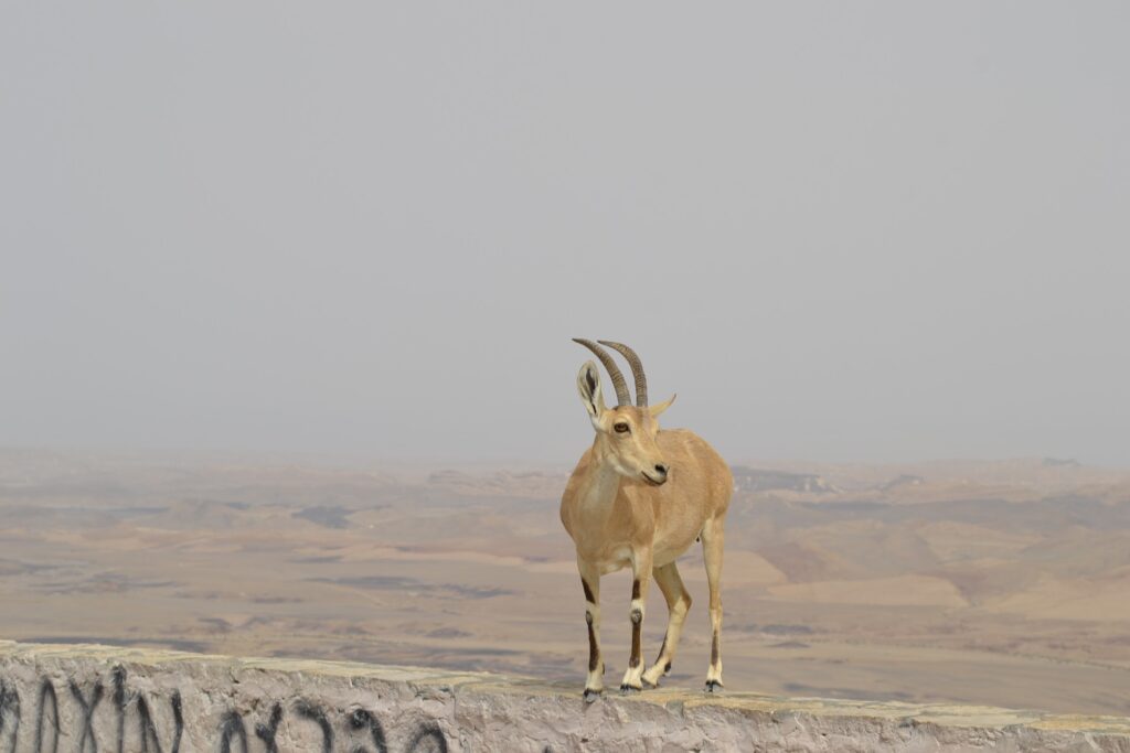 Ibex standing with a vast desert landscape in the background.