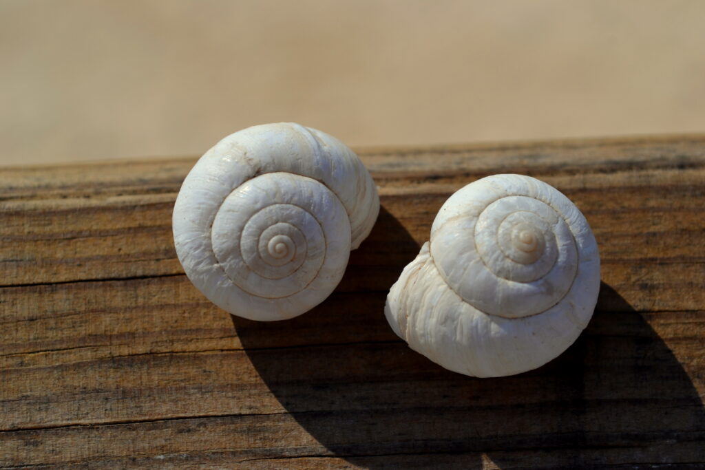 Two white coiled snail shells on a wooden surface.