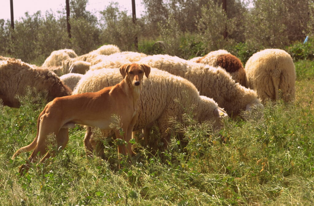 A grassy area where a shepherd dog stands alert, looking towards the camera, with several sheep in the background.